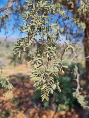 Vachellia erioloba
