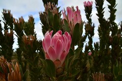 Protea compacta