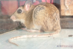 Highveld Gerbil photo 5