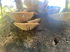 Crepidotus crocophyllus