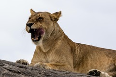 Panthera leo melanochaita