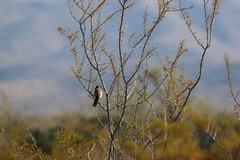 Polioptila melanura
