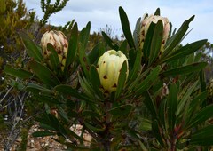 Protea obtusifolia
