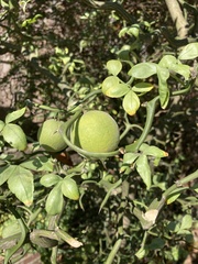 Citrus trifoliata