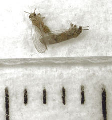 Cryptoneossa triangula