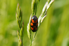 Cercopis vulnerata