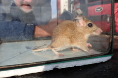 Highveld Gerbil photo 2