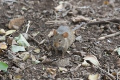 Arvicanthis niloticus