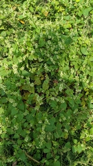 Fallopia scandens