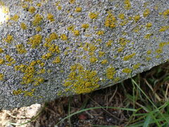 Candelariella