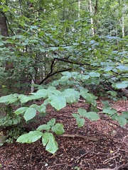 Ulmus glabra