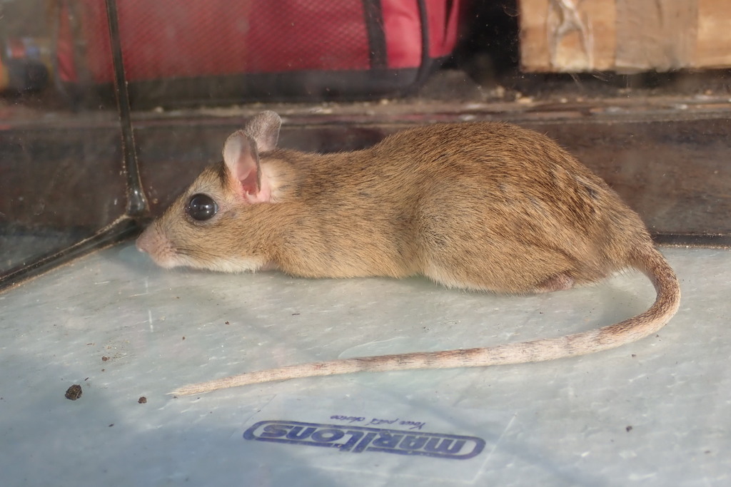 Highveld Gerbil