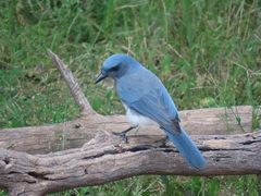 Aphelocoma wollweberi