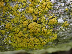 Candelariella