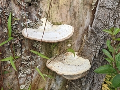 Trametes lactinea