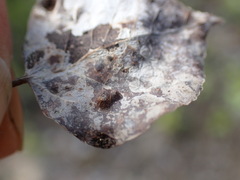 Phyllocoptes didelphis