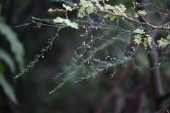 Asparagus
