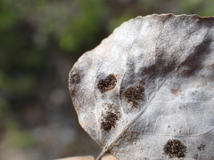 Phyllocoptes didelphis