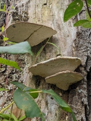 Trametes lactinea