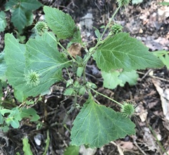 Geum