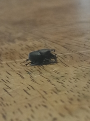 Onthophagus hecate