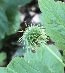 Geum