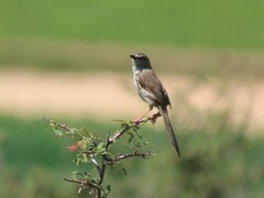 Prinia maculosa maculosa