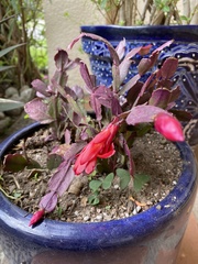 Schlumbergera truncata