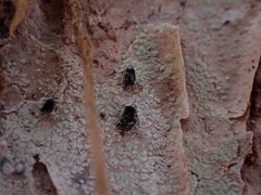 Alyxoria varia