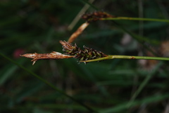 Carex pilulifera