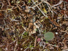 Illosporium carneum