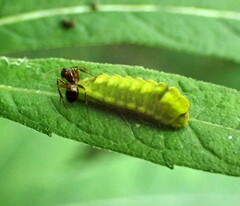 Camponotus subbarbatus