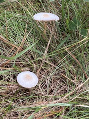 Macrolepiota mastoidea