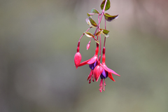 Fuchsia