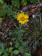 Heterotheca mucronata