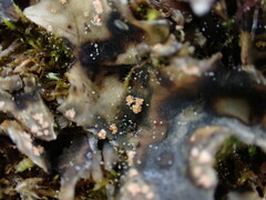 Illosporium carneum