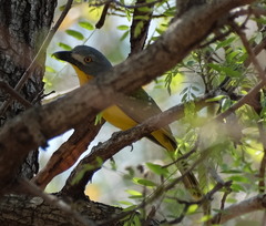 Malaconotus blanchoti