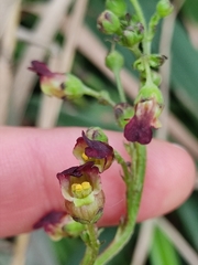 Scrophularia