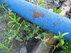 Atriplex tatarica