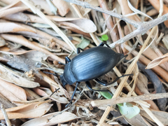 Tenebrioninae