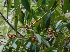 Drypetes lateriflora