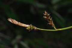 Carex pilulifera