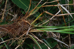 Carex pilulifera