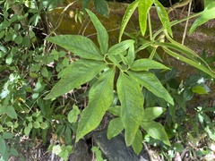 Syngonium podophyllum