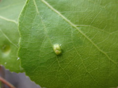 Phyllocoptes didelphis