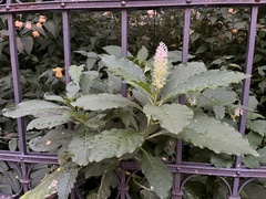 Phytolacca acinosa