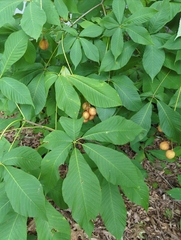 Aesculus flava