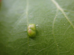 Phyllocoptes didelphis