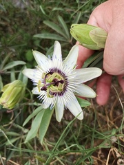 Passiflora caerulea
