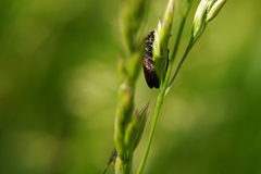 Cercopis vulnerata
